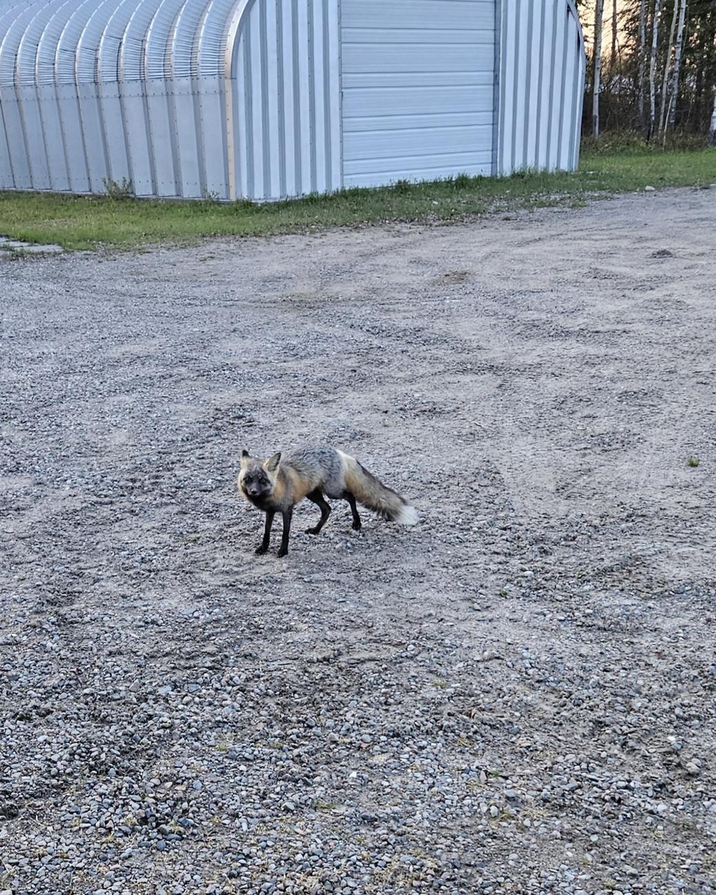 A fox on the camp road — Dog Lake, Missanabie