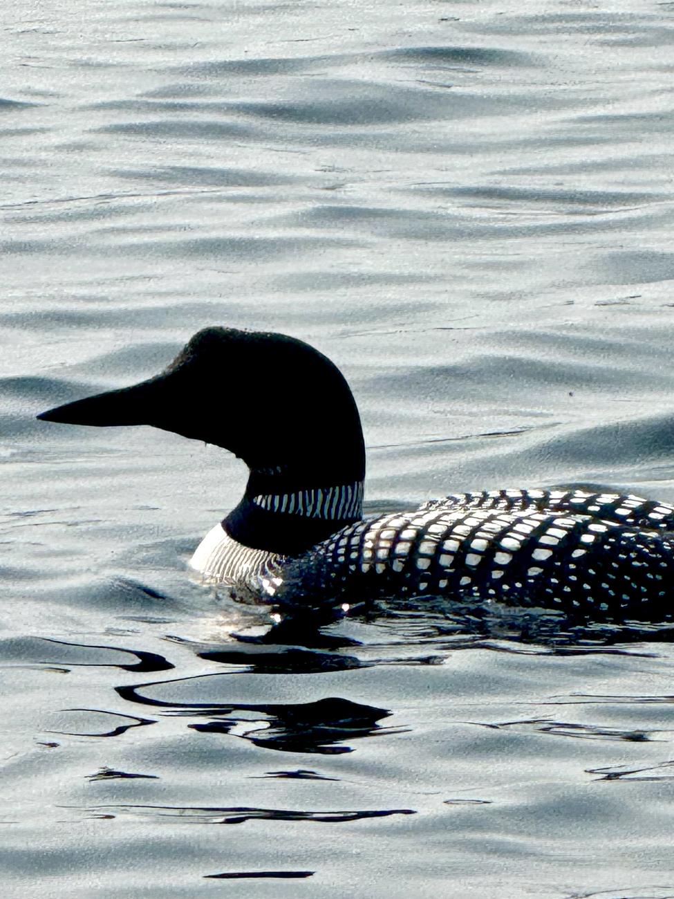 A common loon on Dog Lake — Dog Lake, Missanabie