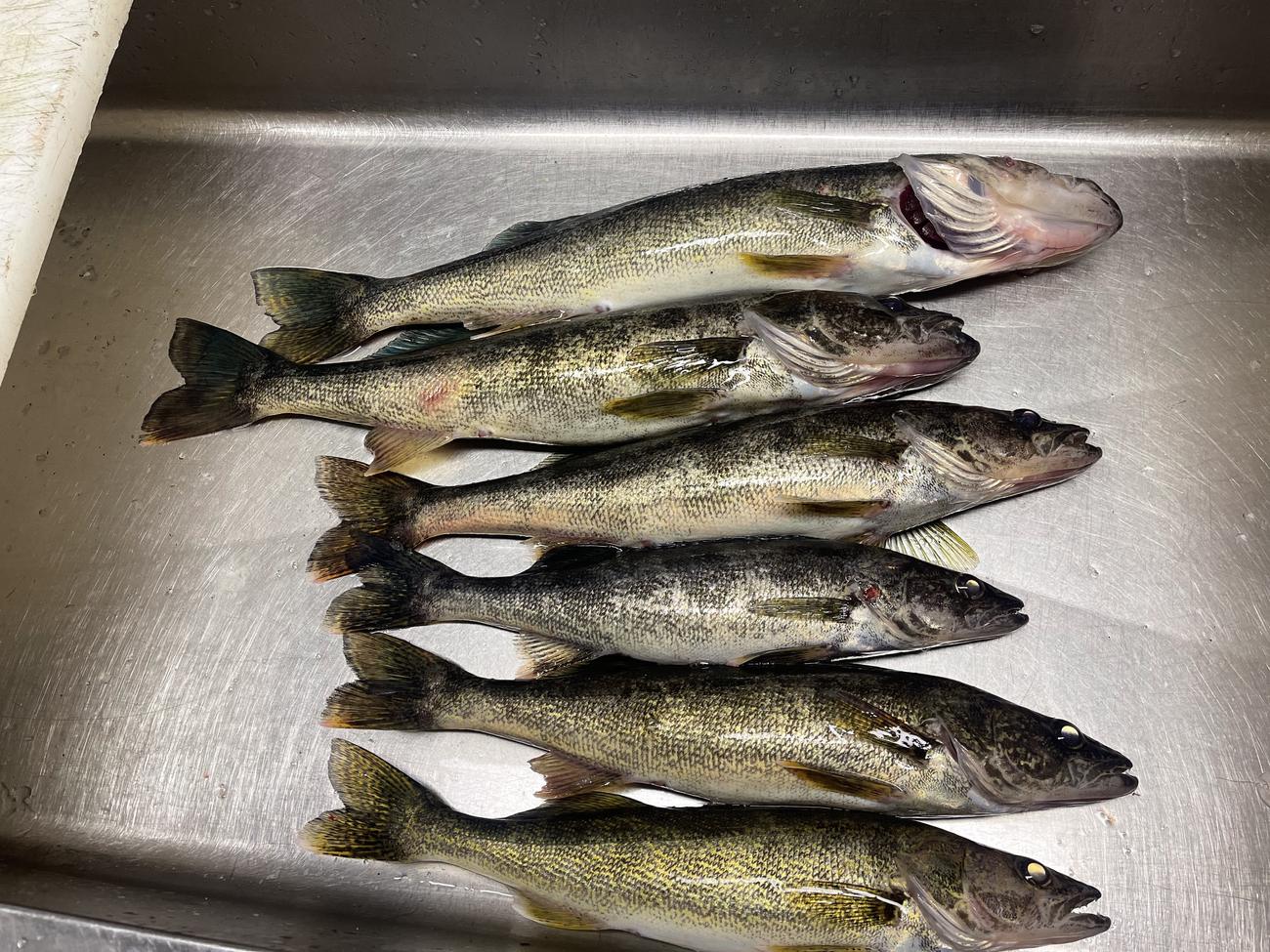 The day's walleye — Dog Lake, Missanabie